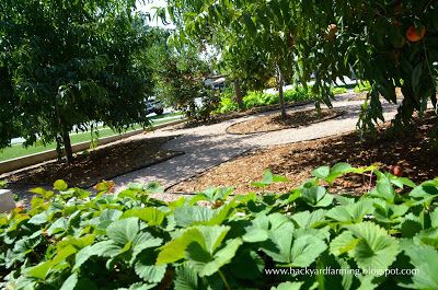 the path is lined with trees and plants