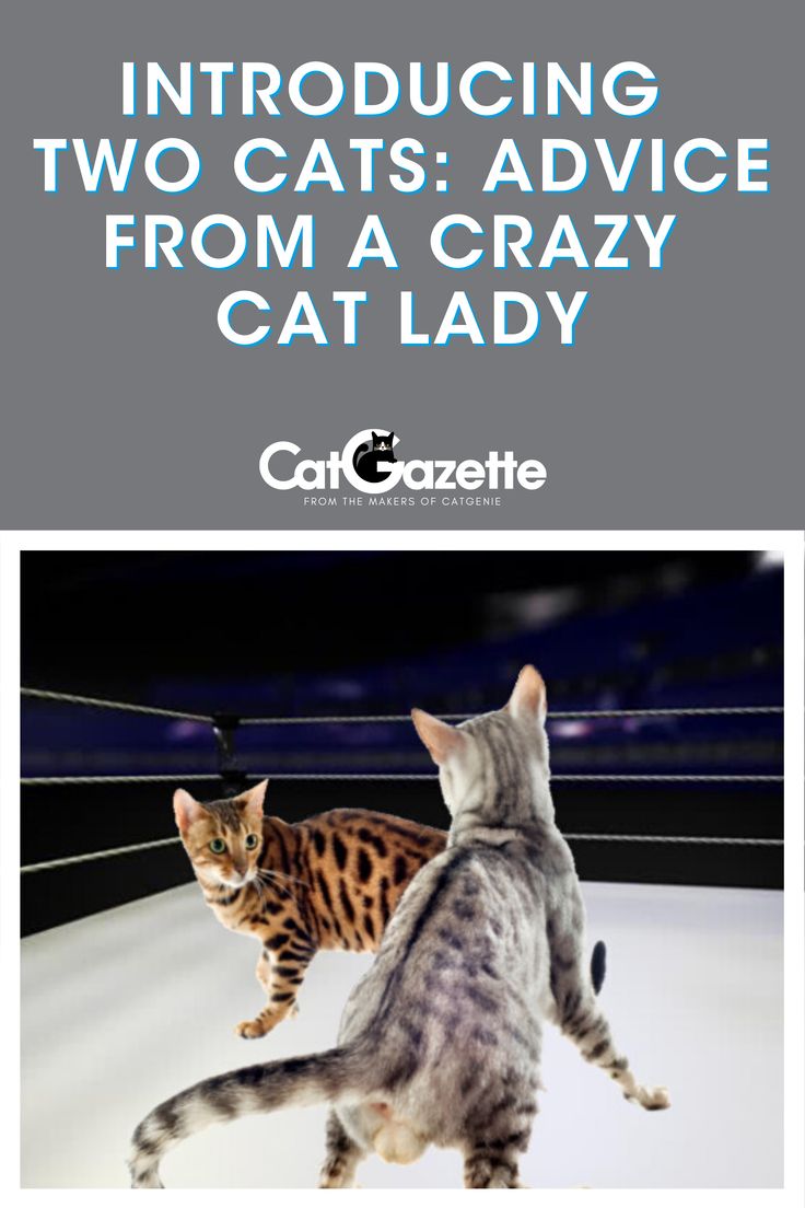 two cats standing next to each other with the caption cat gazette's cover