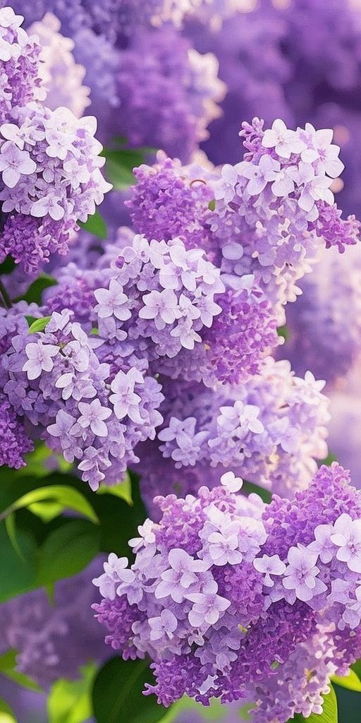 purple lilacs are blooming in the garden