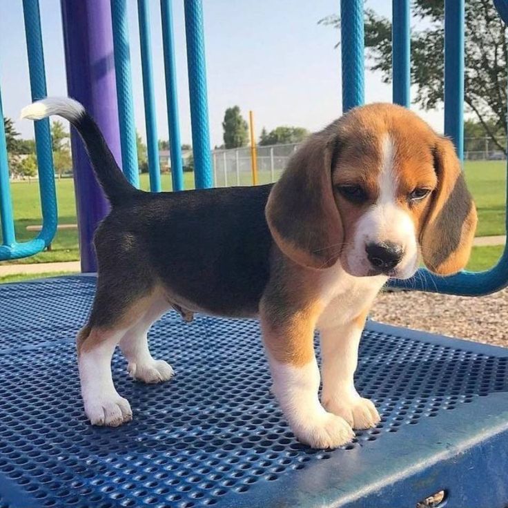 Beagle puppies for sale in Arizona Beagle Breeds, Baby Beagle, Beagle Puppies, Basset Hound Puppy, Hound Puppies, Cute Beagles, English Bulldog Puppies, Very Cute Dogs