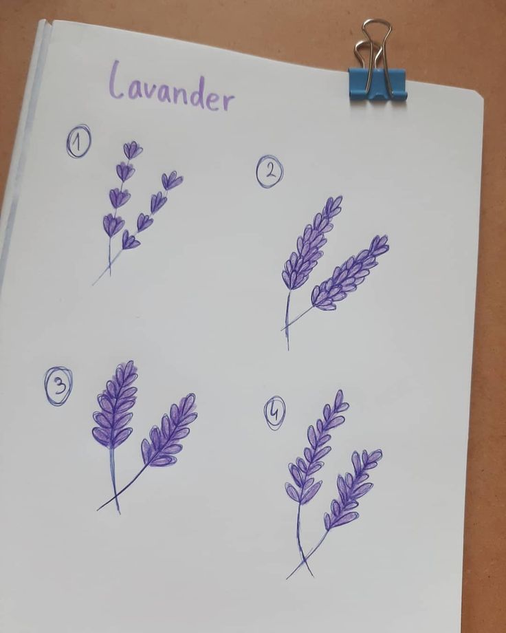 a piece of paper with drawings of lavender flowers and the words lavender written on it