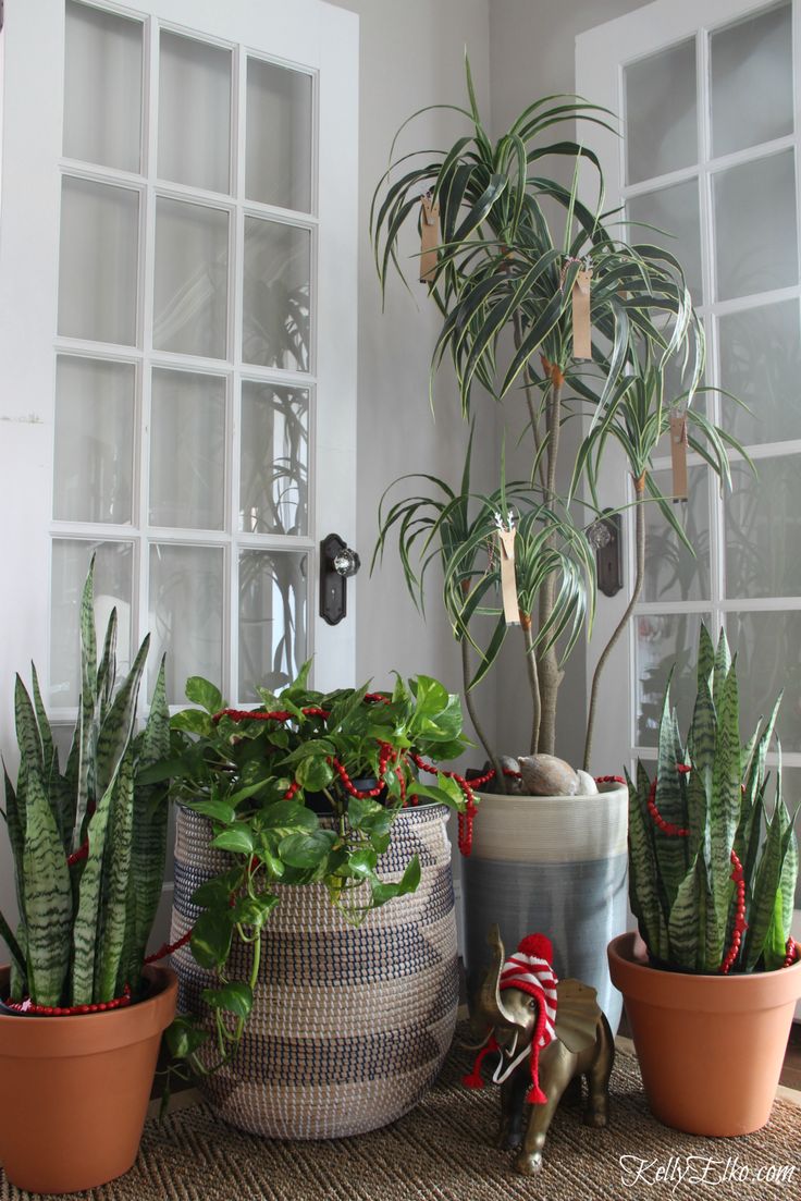 several potted plants are sitting on the floor