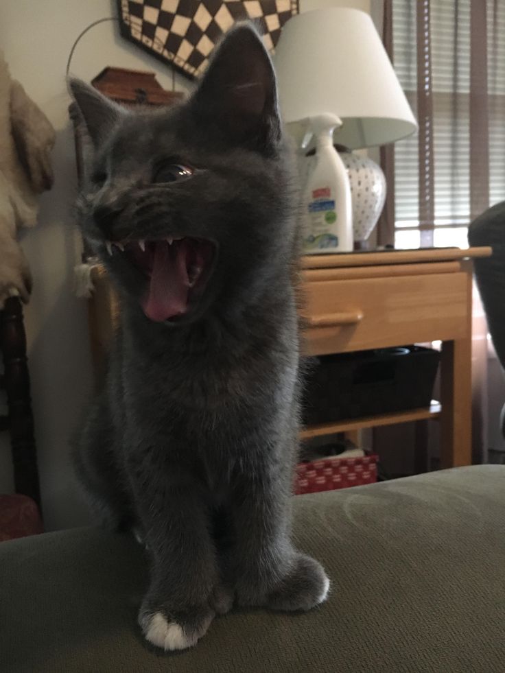 a black cat yawns while sitting on top of a couch in a living room