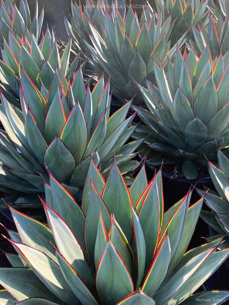 some very pretty green plants with red and yellow stripes on it's leaves in the sun