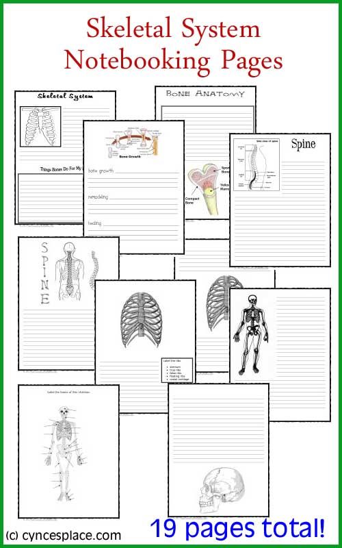 skeletal system notebooking pages for students to use in the classroom or at home, with pictures