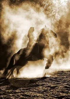 Equestrian Aesthetic, Horse Aesthetic, Most Beautiful Horses, Cute Horses, Equine Photography, Fantasy Aesthetic, Horse Photos, Horse Photography, Horse Pictures