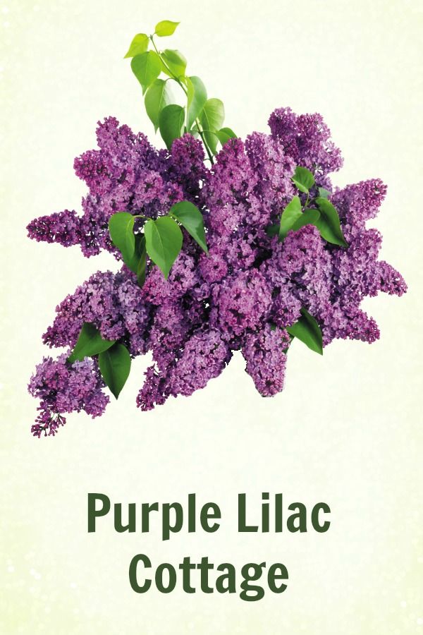 the purple lilac is in bloom with green leaves on it's head and words that read, purple lilac cottage