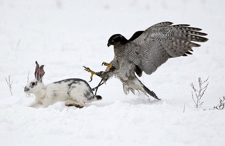 an eagle attacking a rabbit in the snow with it's wings spread wide open