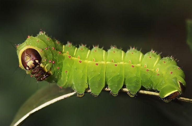 a green caterpillar sitting on top of a leaf