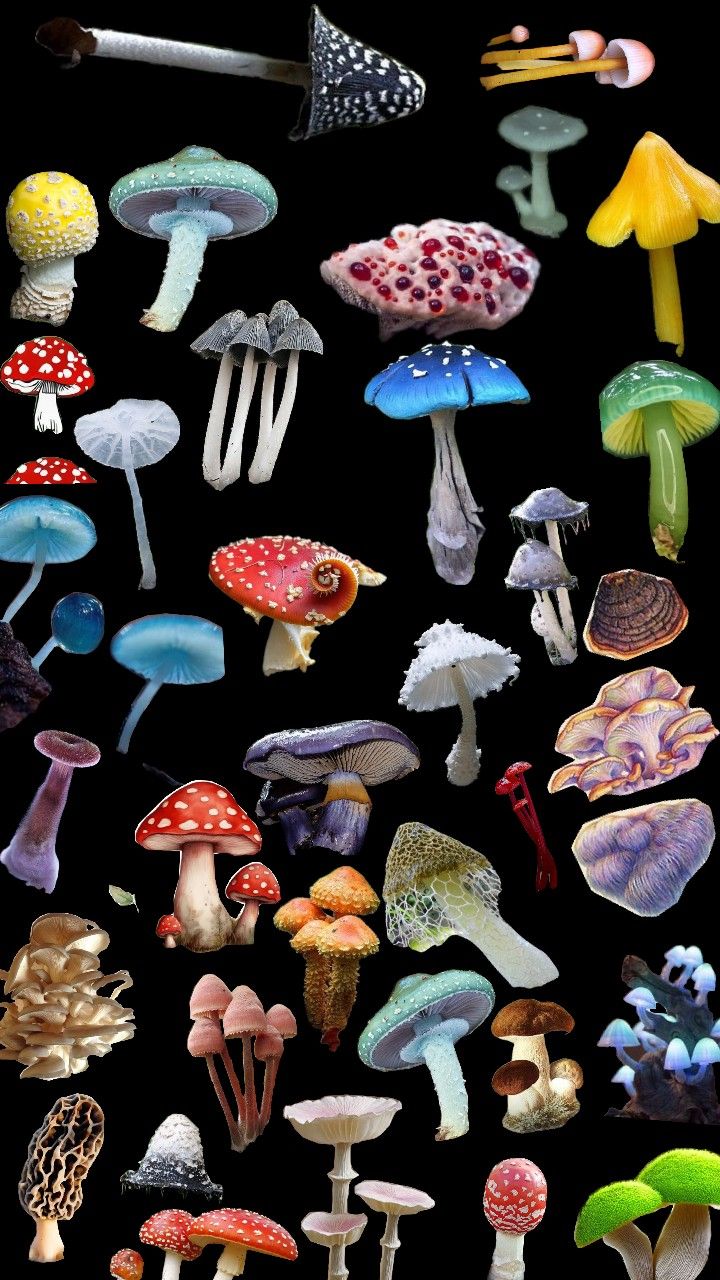 many different types of mushrooms on a black background