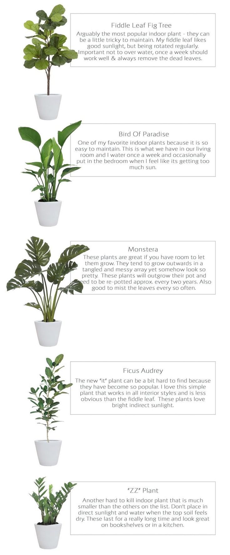 the different types of plants that are growing in potted planters, including houseplants