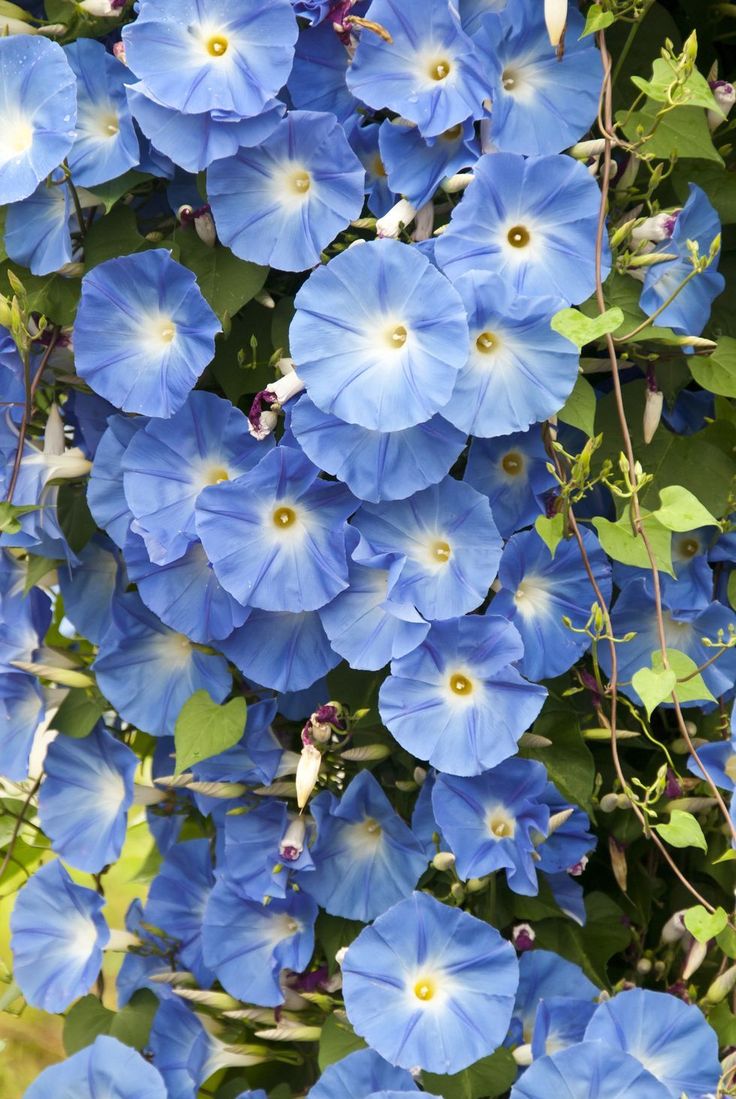 blue flowers growing on the side of a building