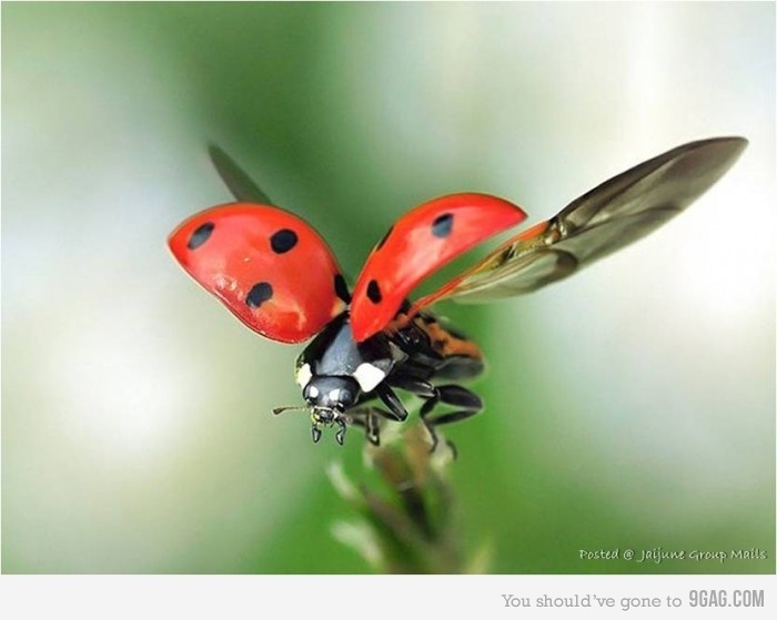 two red ladybugs sitting on top of a green plant