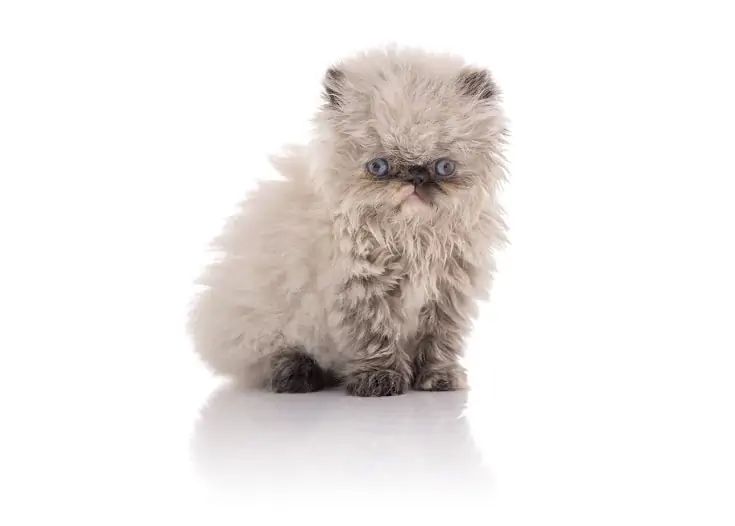 a small white kitten with blue eyes sitting on the floor in front of a white background