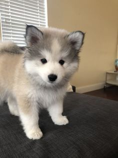 a white and gray puppy standing on top of a bed