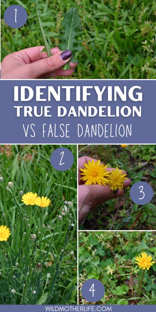 the different types of dandelions are shown in this collage with text that reads identifying