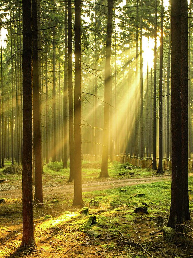 sunlight shining through the trees in a forest