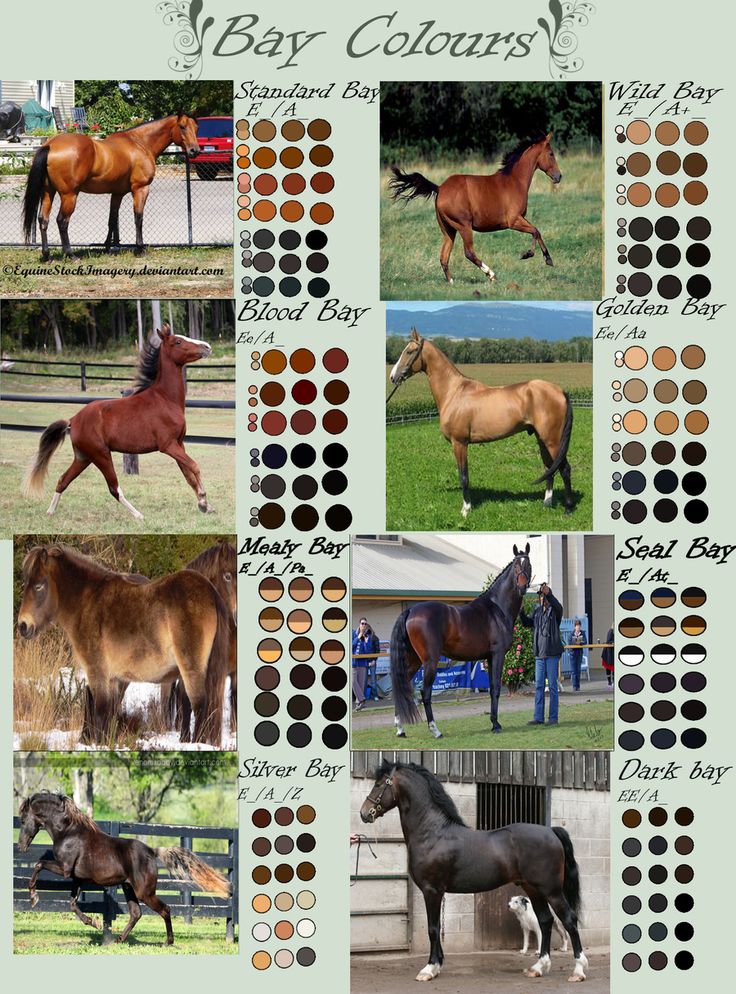 several different types of horses standing in a fenced - in area with the words bay colors on it