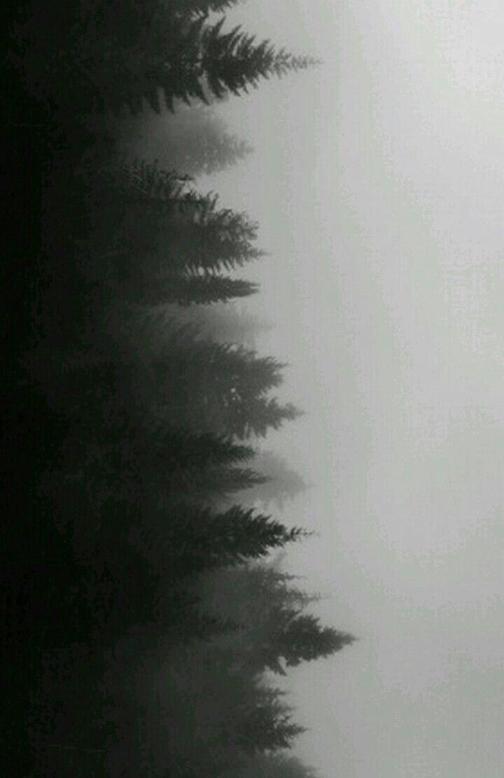 a black and white photo of trees on a foggy day