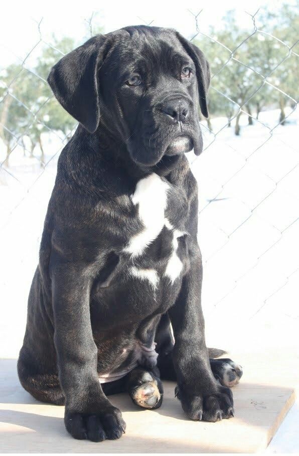 a large black dog sitting on top of a wooden platform