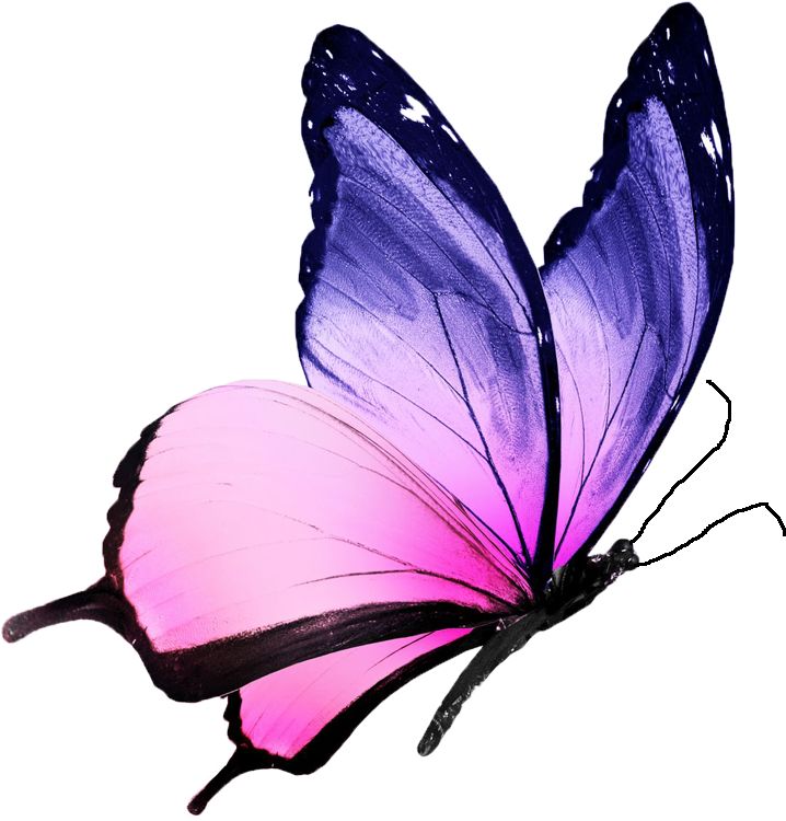 a pink and purple butterfly with the words, don't hold back - fly free