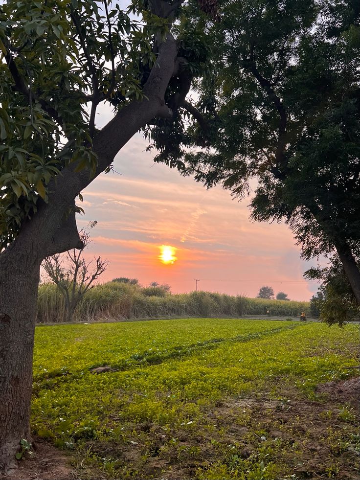 the sun is setting over an open field with trees and grass in front of it