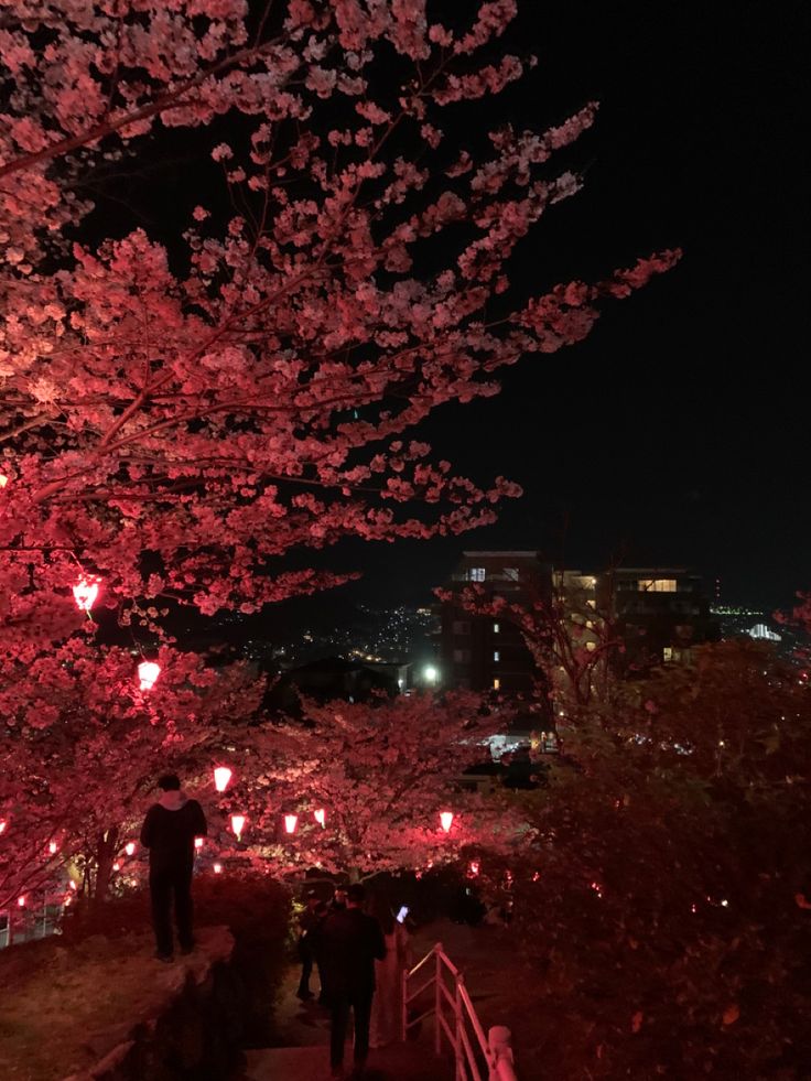 people are walking down a path with cherry blossoms on the trees in full bloom at night