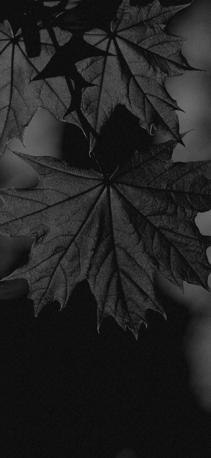 a black and white photo of a leaf