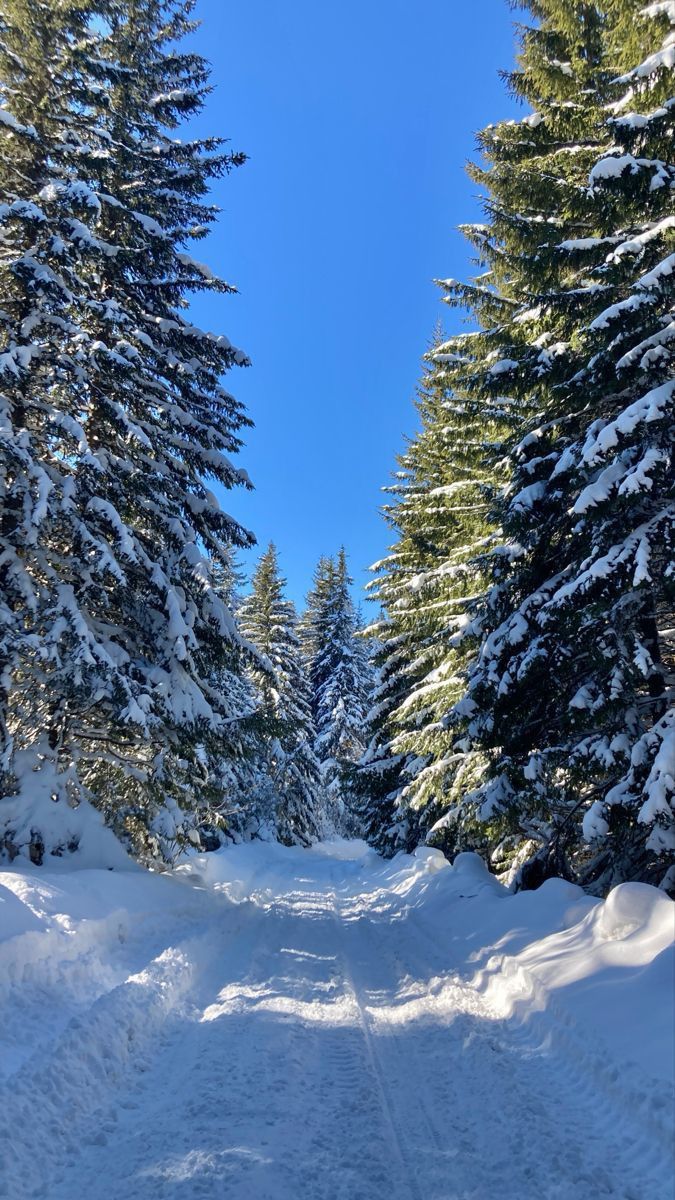 there is a snow covered road in the middle of the woods with trees on both sides