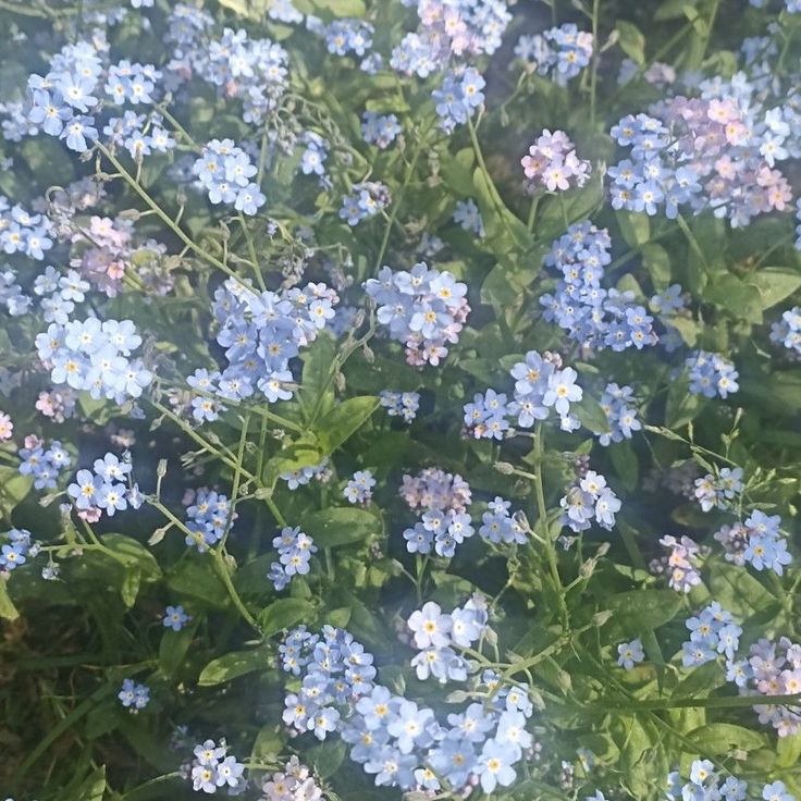 small blue flowers are growing in the grass