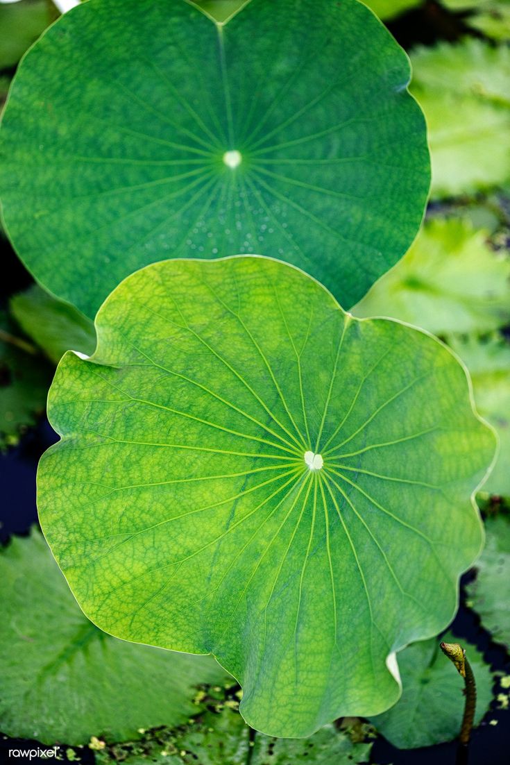 two large green leafy plants in the water with leaves around them and one is upside down