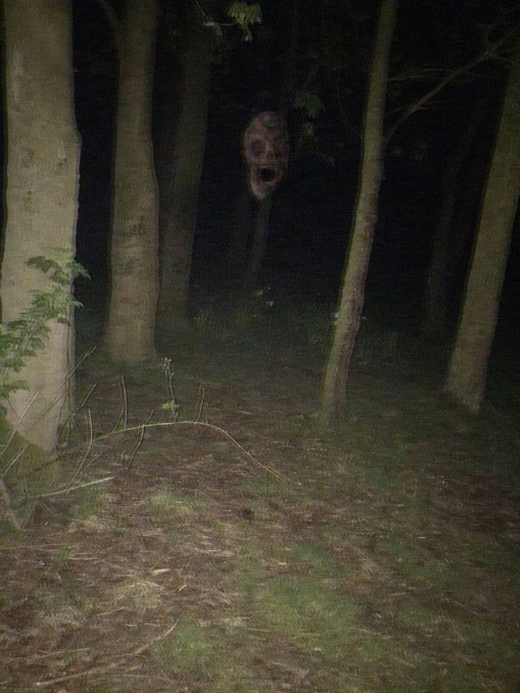 an animal in the woods at night with it's head sticking out from behind some trees