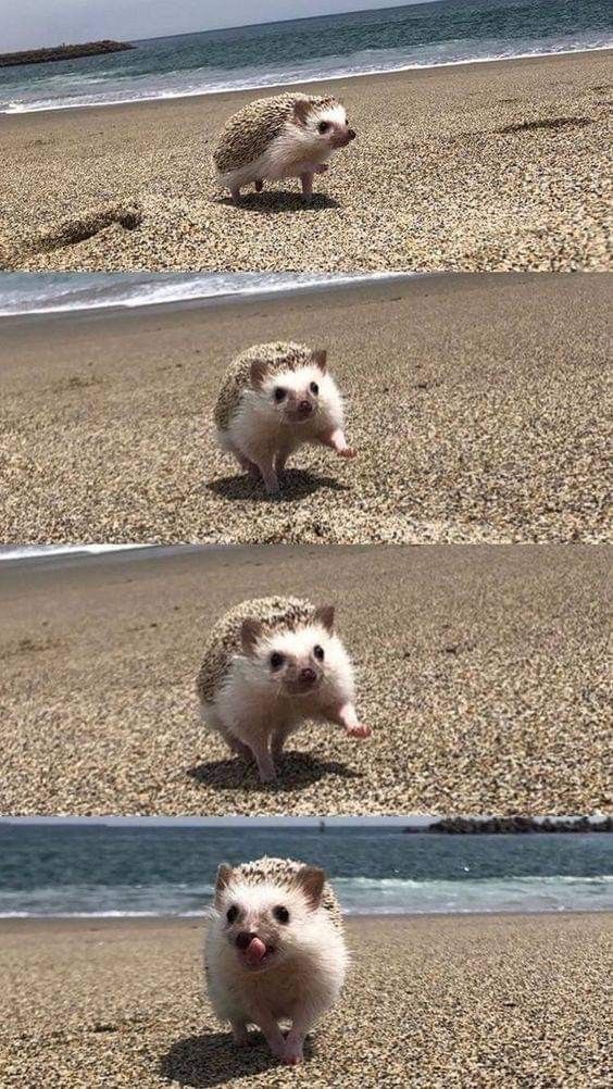 two hedgehogs walking on the beach next to each other with their mouths open