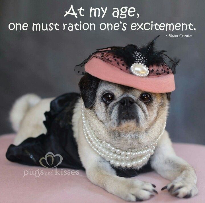 a pug dog wearing a pink hat and pearls on it's head with a quote about age