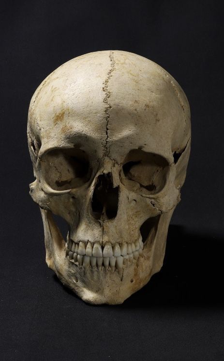 a human skull is shown against a black background