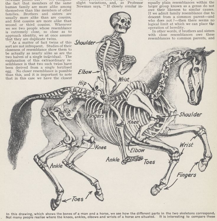 an old book with skeleton illustrations on the front and back cover, including a horse