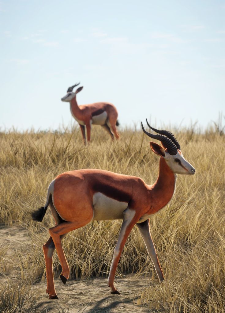 two antelope standing in the middle of an open field with tall grass on either side