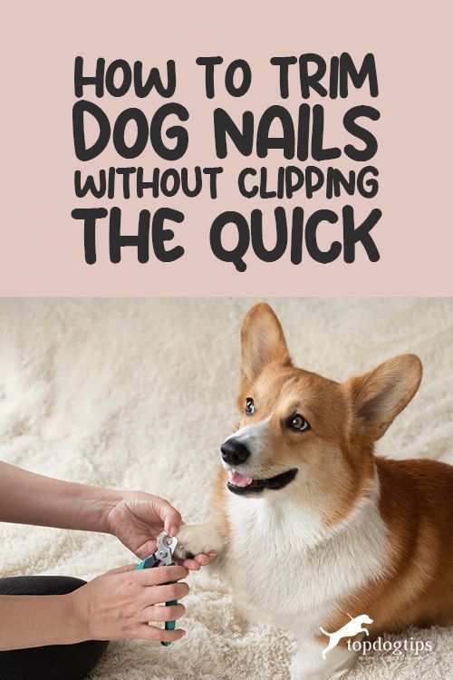 a woman is petting a dog with the caption how to trim dog nails without clipping the quick