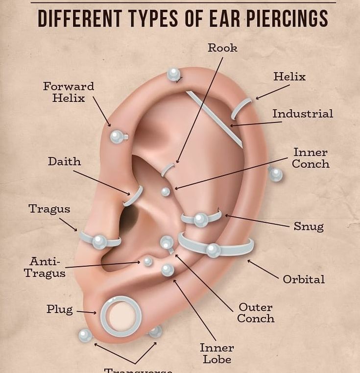 the different types of ear piercings are shown in this diagram, which shows what they look like