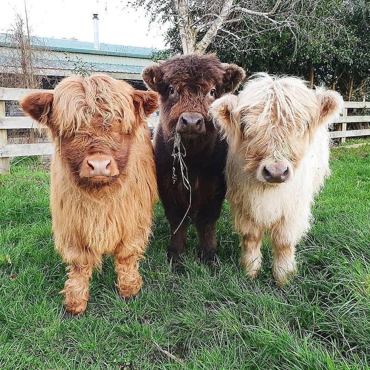 three brown and white cows standing next to each other on a lush green grass covered field