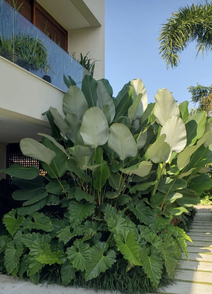 large green plants in front of a building