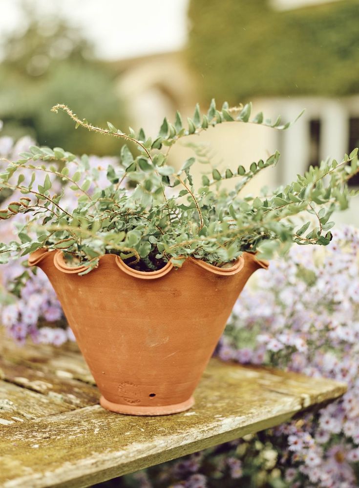 a potted plant sitting on top of a wooden table