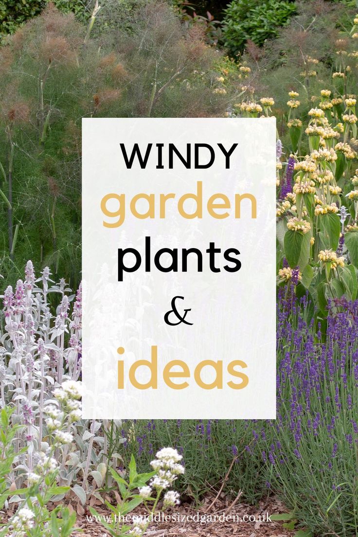 Windy garden plants and solutions Windy Backyard Solutions, Windy Garden Ideas, Low Maintenance Garden Design, Urban Gardens, Garden Privacy, Budget Garden, Garden Solutions, Garden Design Layout, Windy Weather