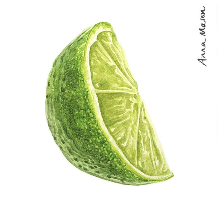 a drawing of a lime slice on a white background