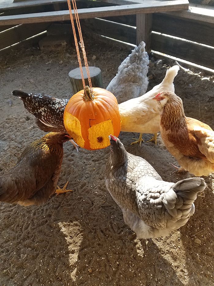 chickens and roosters are eating out of a hanging pumpkin shaped lantern in an enclosed area