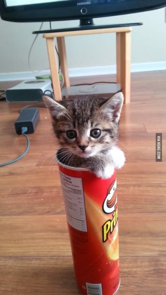 kittens are like potato chips you can't have just one in the cup