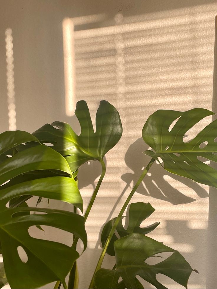 a large green plant sitting in front of a window with the sun shining on it