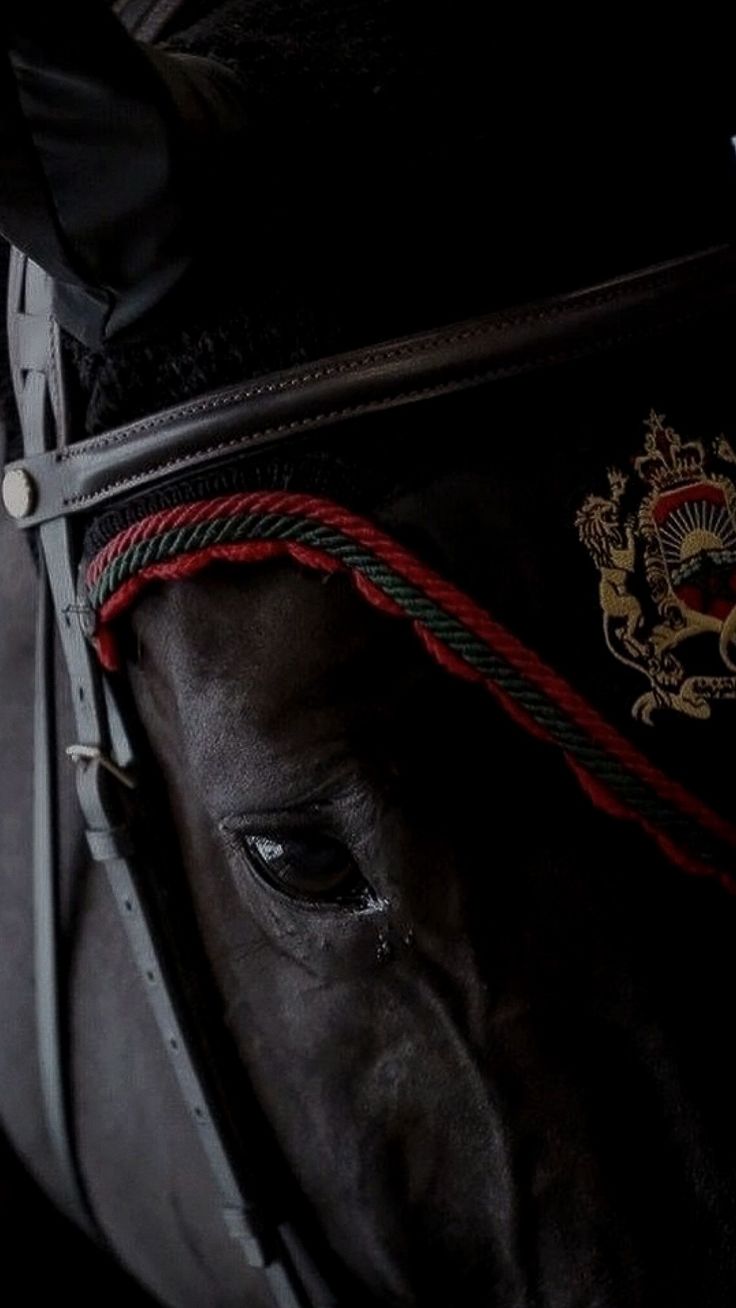 a close up of a horse's head with the bridle on it