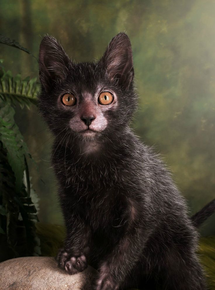 a black kitten sitting on top of a rock in front of a fern covered forest