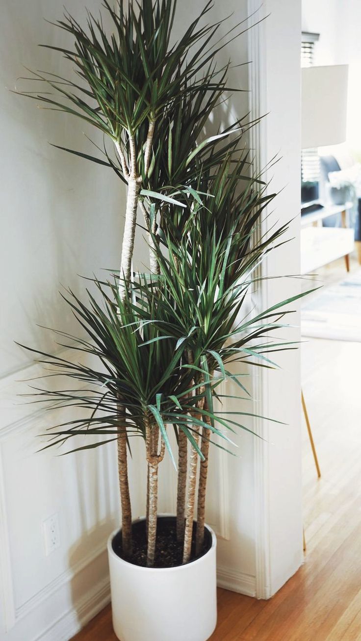 a potted plant sitting on top of a hard wood floor next to a white wall